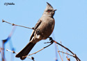 Phainopepla nitens